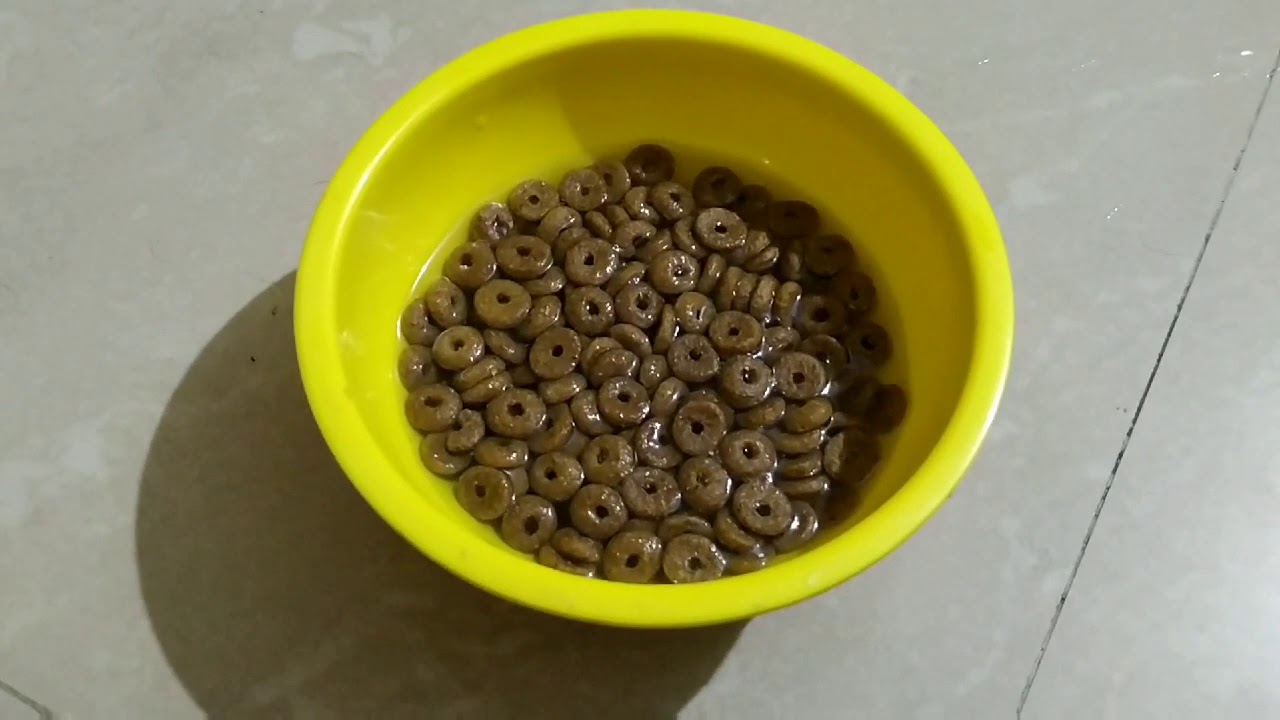What food can be given to German shepherd puppy/ puppy food/ Royal canin starter maxi