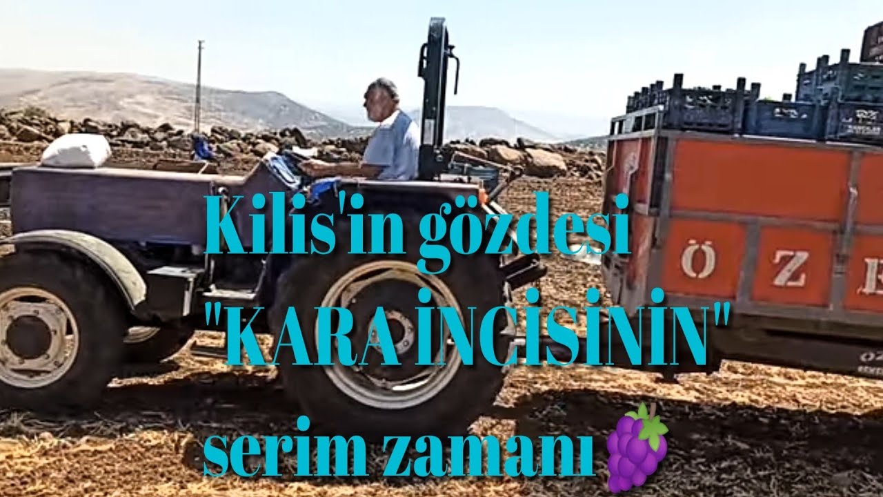 KİLİS KARASI ÜZÜM SERGİSİ YAPTIK#üzüm#kilis#islahiye#zeytin#fıstık#incir#dut#aşılama#domates#köy#ip