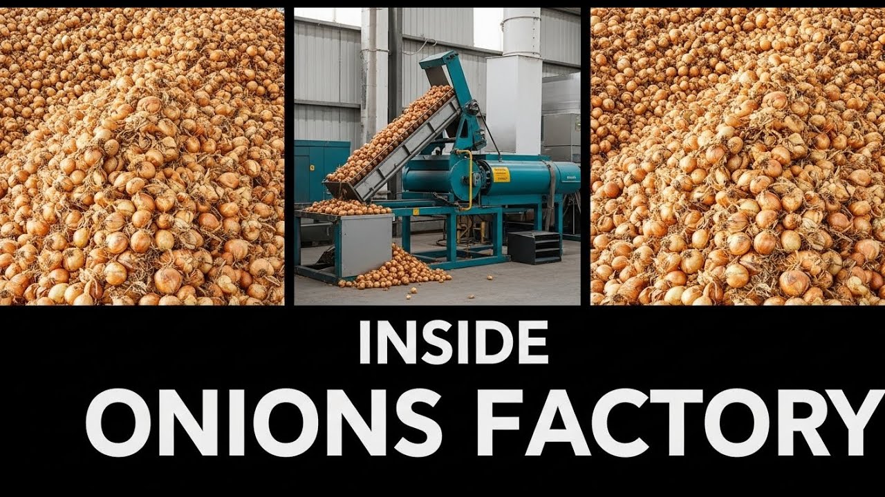 Inside a Giant Onion Processing Factory: From Fresh Onions to Powder, Flakes & Paste (Full Process)