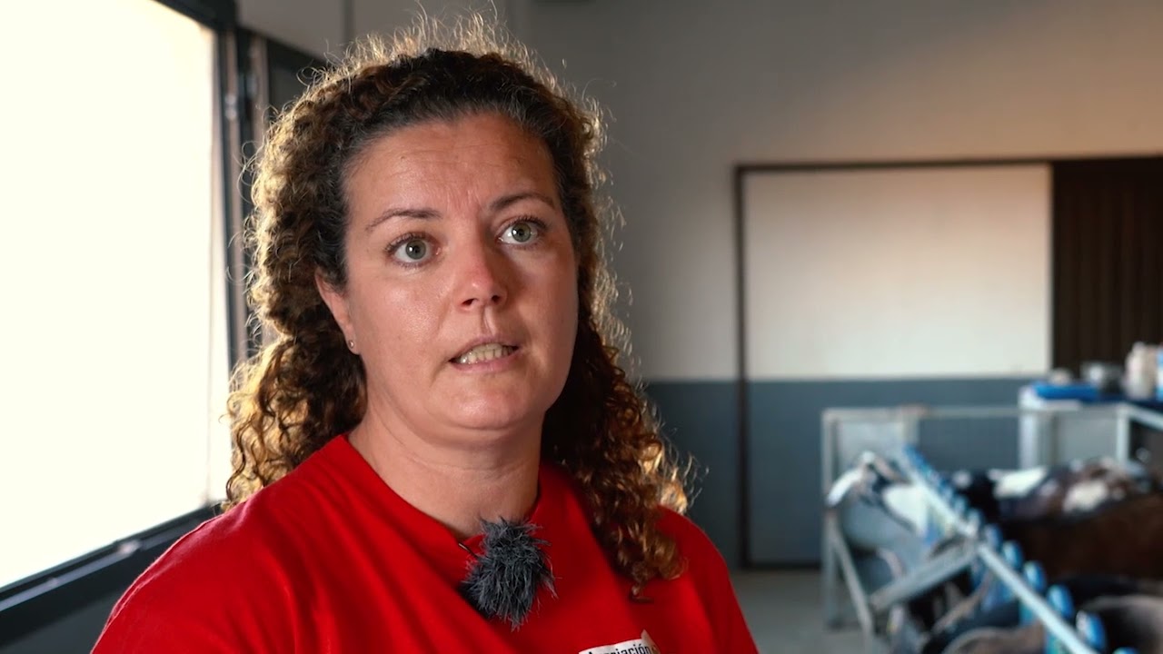 Fuerteventura.- Cabra majorera,  raza única en el mundo por su resistencia y productividad lechera