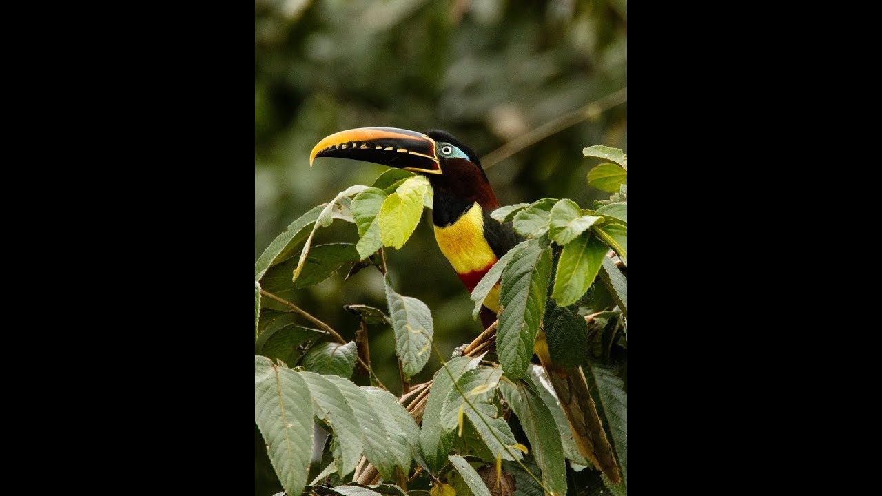 Peru birding: Manu part 1