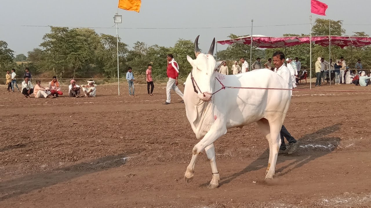 हरदा जिला मध्य प्रदेश के नीमगांव में बैलगाड़ी दौड़ प्रतियोगिता में 52 गाड़ियों ने लिया भाग देखिए
