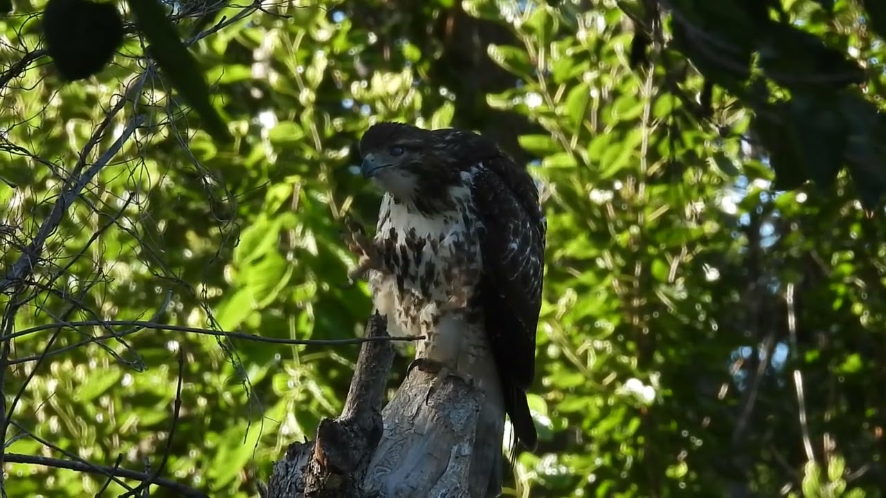 Red-tailed Hawk preening and using it's sharp talons by WillCFish Tips and Tricks.