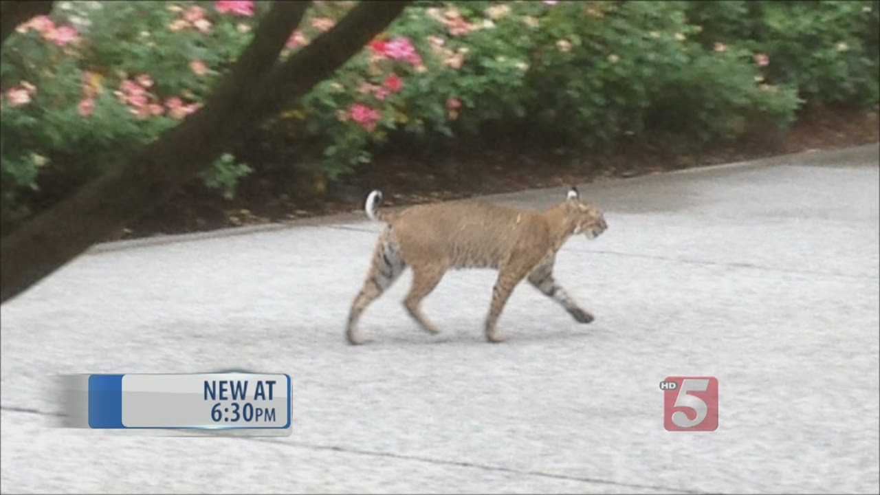 Bobcat Sighting Reported In Cool Springs