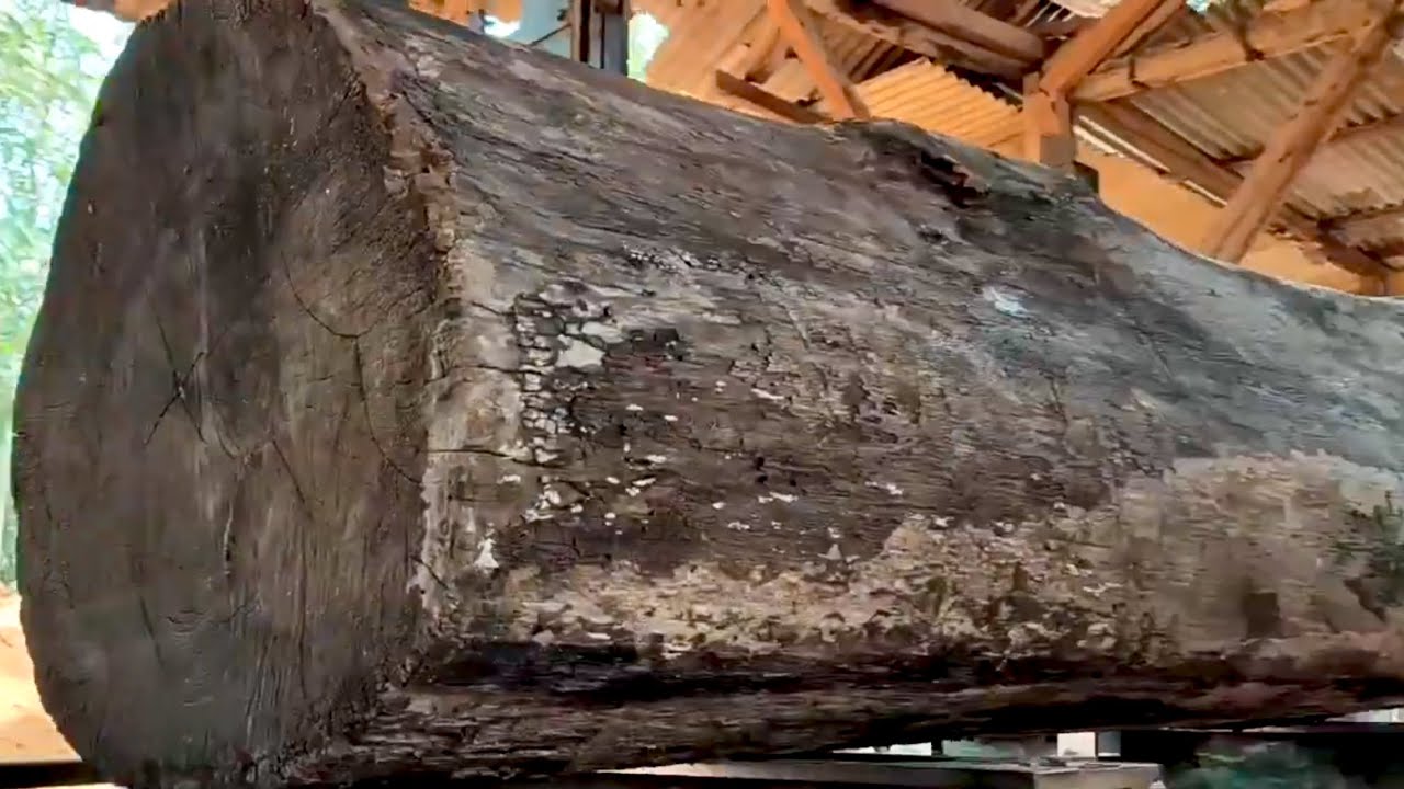 Treasure From the Forest!! Splitting the Ancient Tree of Beauty at the Sawmill