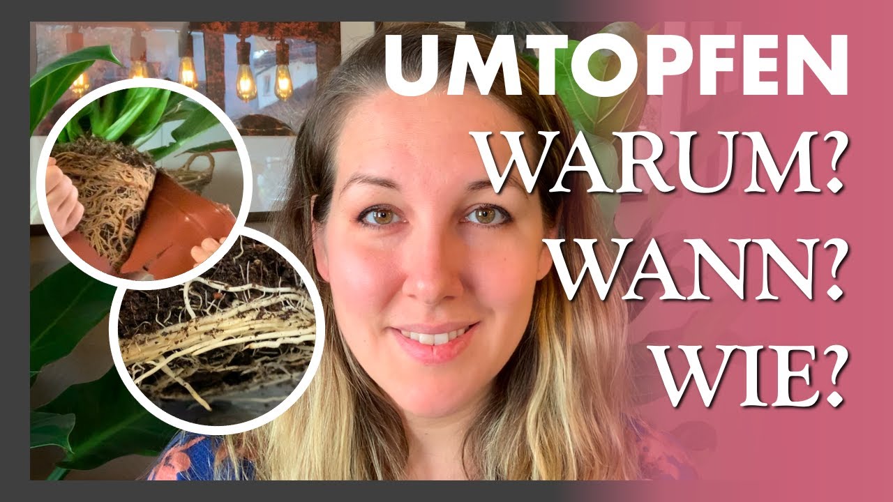 UMTOPFEN 🌿🌷 Was bringt es und wann sollte man es tun? Pflanzen Pflege Basics - Wachstum fördern
