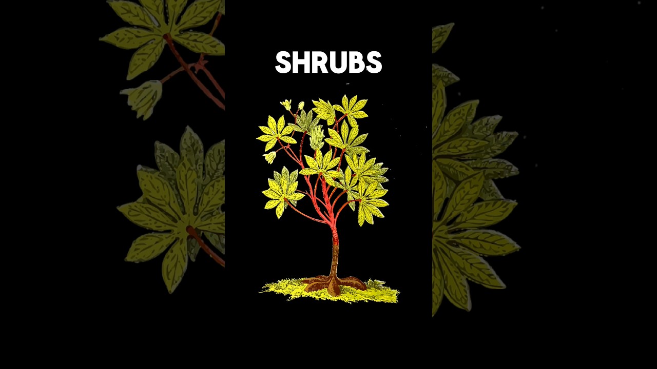 SHRUBS #shrubs#trees#plants#herbs WHAT IS SHRUBS #shorts#viral #trending