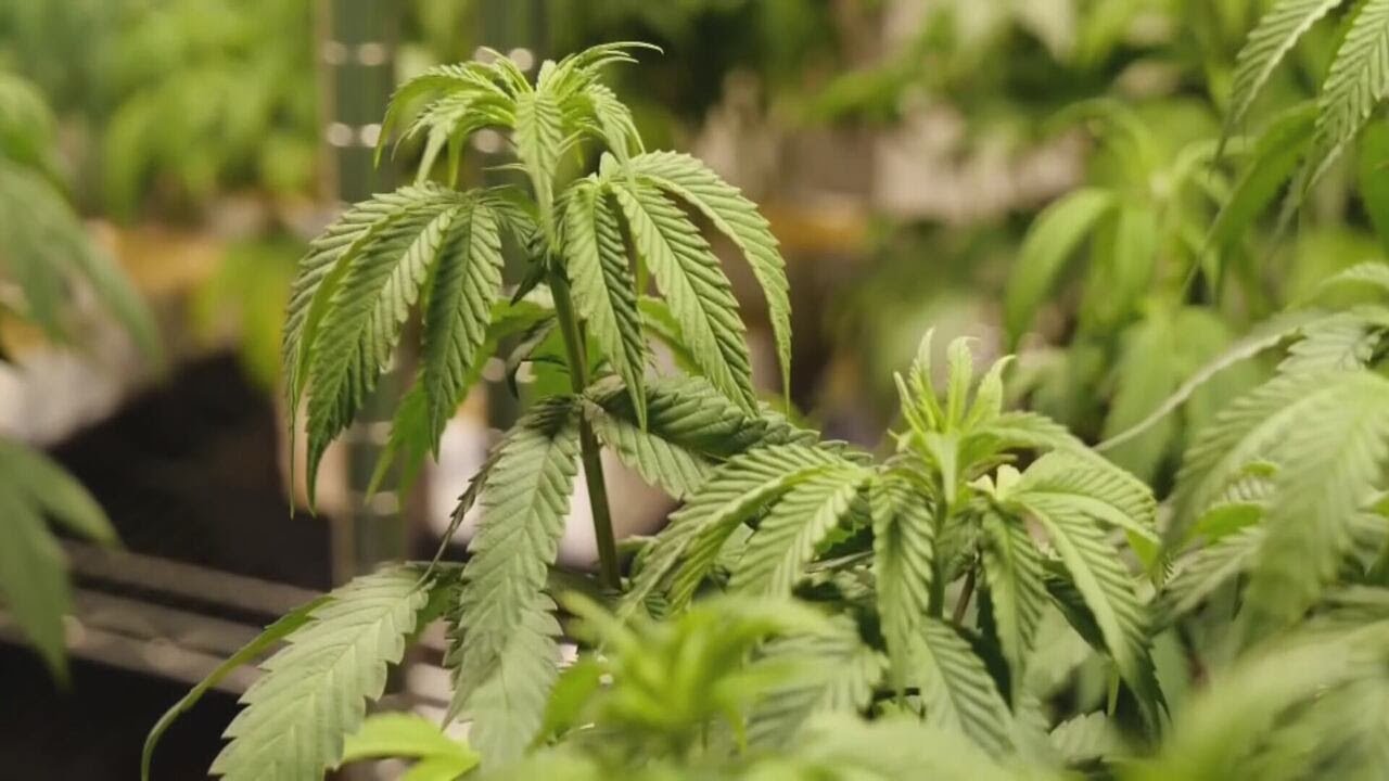 Ga. policy group reacts to Trump action to reclassify marijuana