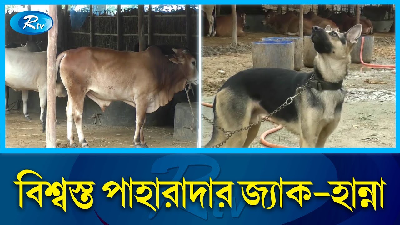 কোটি টাকার খামার পাহারায় কুকুর! | The dog guarding the multimillion-dollar farm! | Rtv News