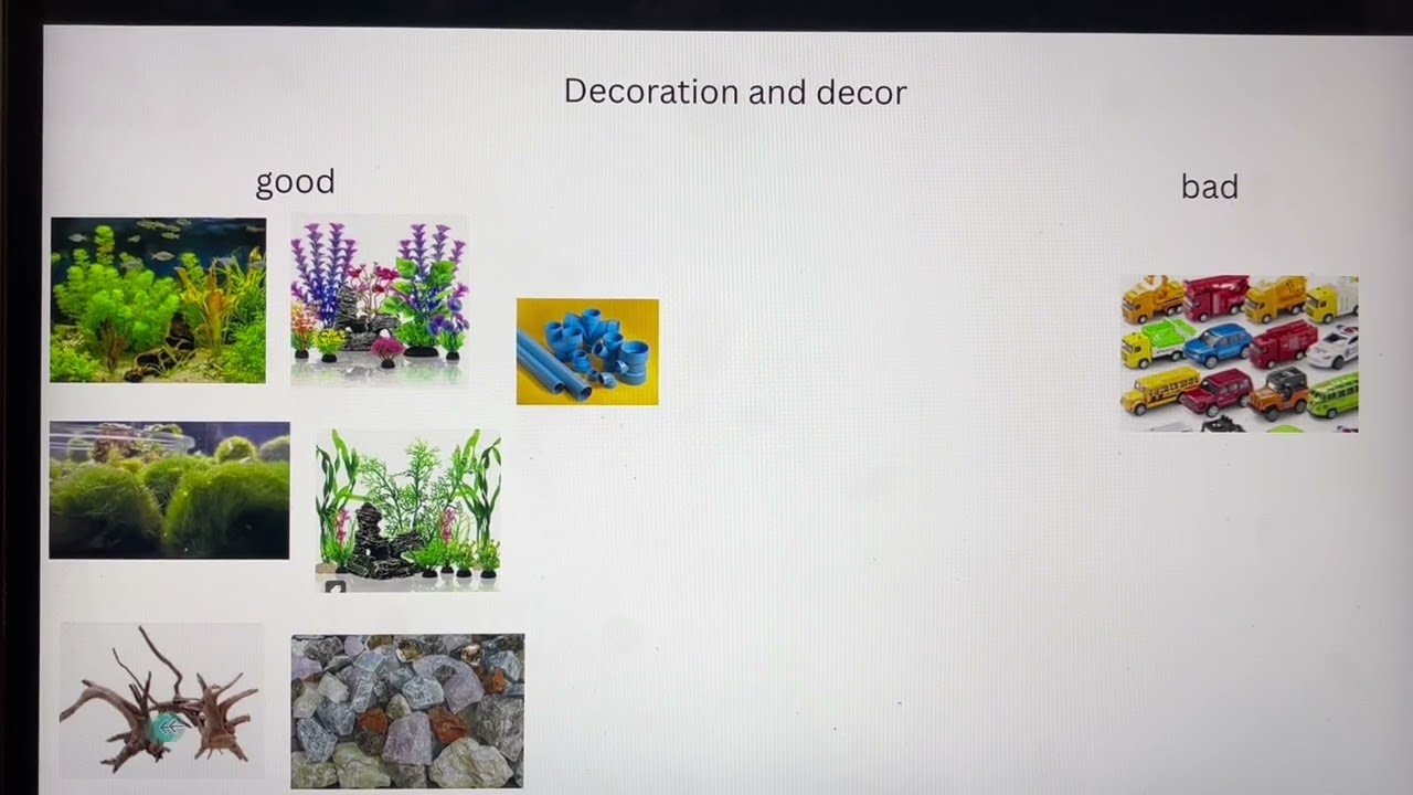 Fish keeping tutorial 