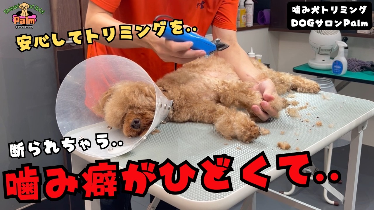 【初来店】噛み癖に悩むトイプードルの噛み犬トリミング！！
