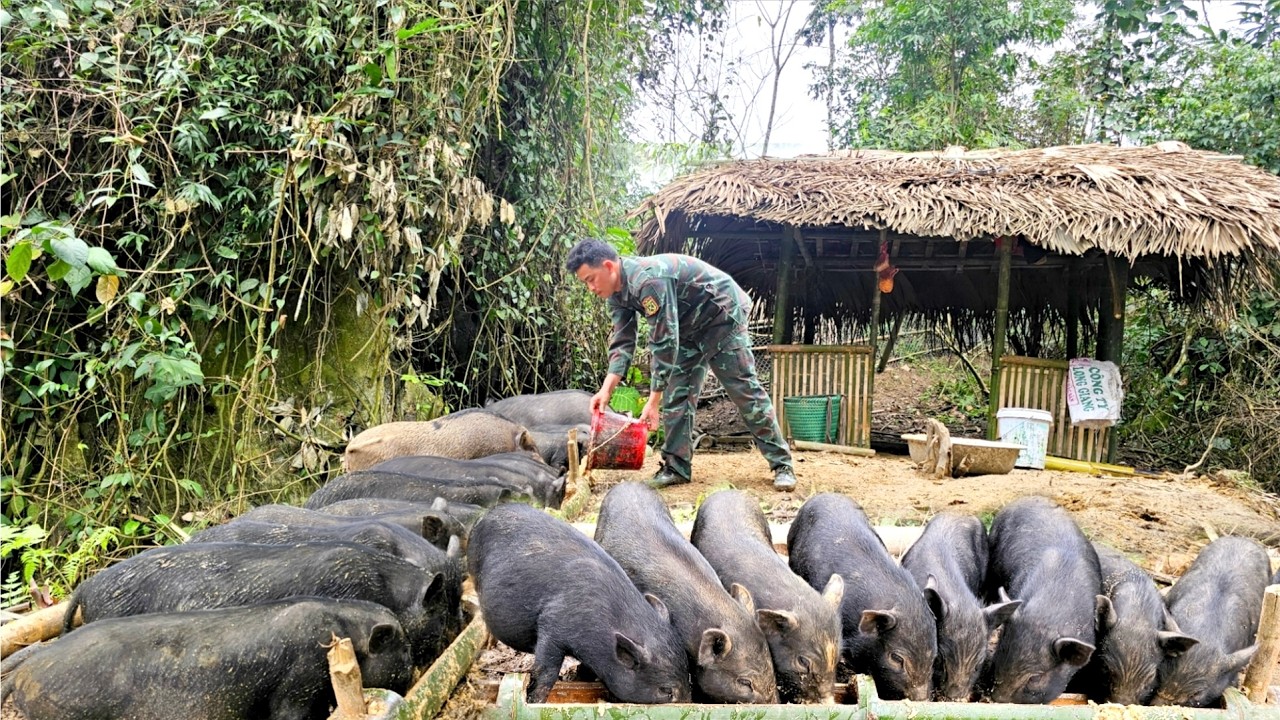 Phuong Vy's father is actively taking better care of the pigs to develop the family's economy.
