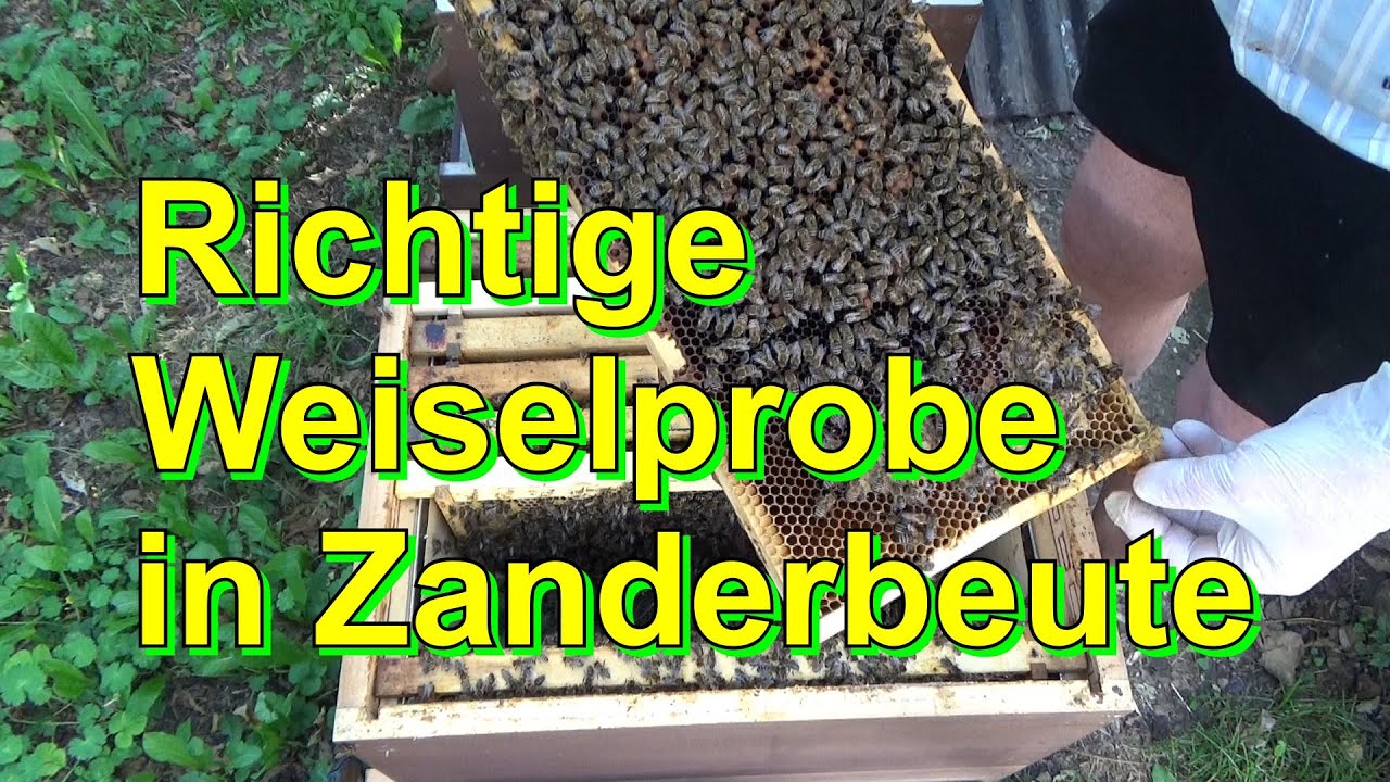 Richtige Weiselprobe in Zanderbeute