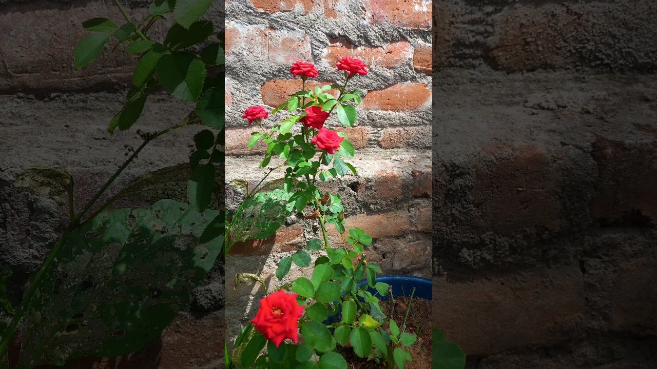 Red button rose 