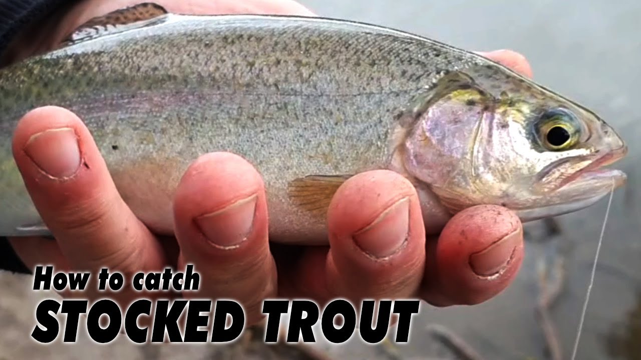 How to catch stocked rainbow trout with worms, powerbait & maggots