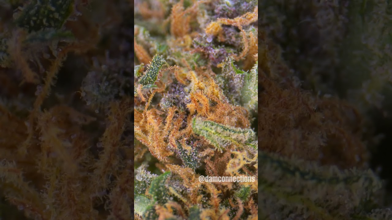Indica Dominant Strain - HiFi by Colorado