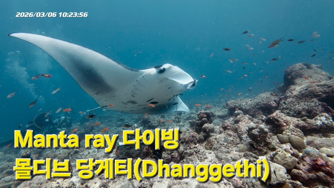 몰디브 당게티(Dhanggethi) 다이빙 Manta ray (20260306)