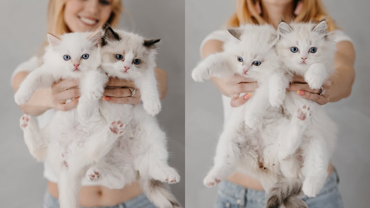 Meet the Kittens from the 'L' Litter | Learn More About Each of Their Personalities