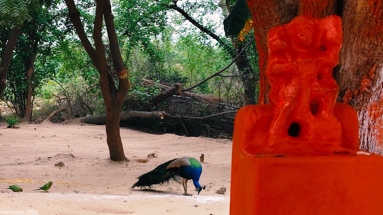 हस्ते हस्ते बोलों सीताराम सीताराम सीताराम