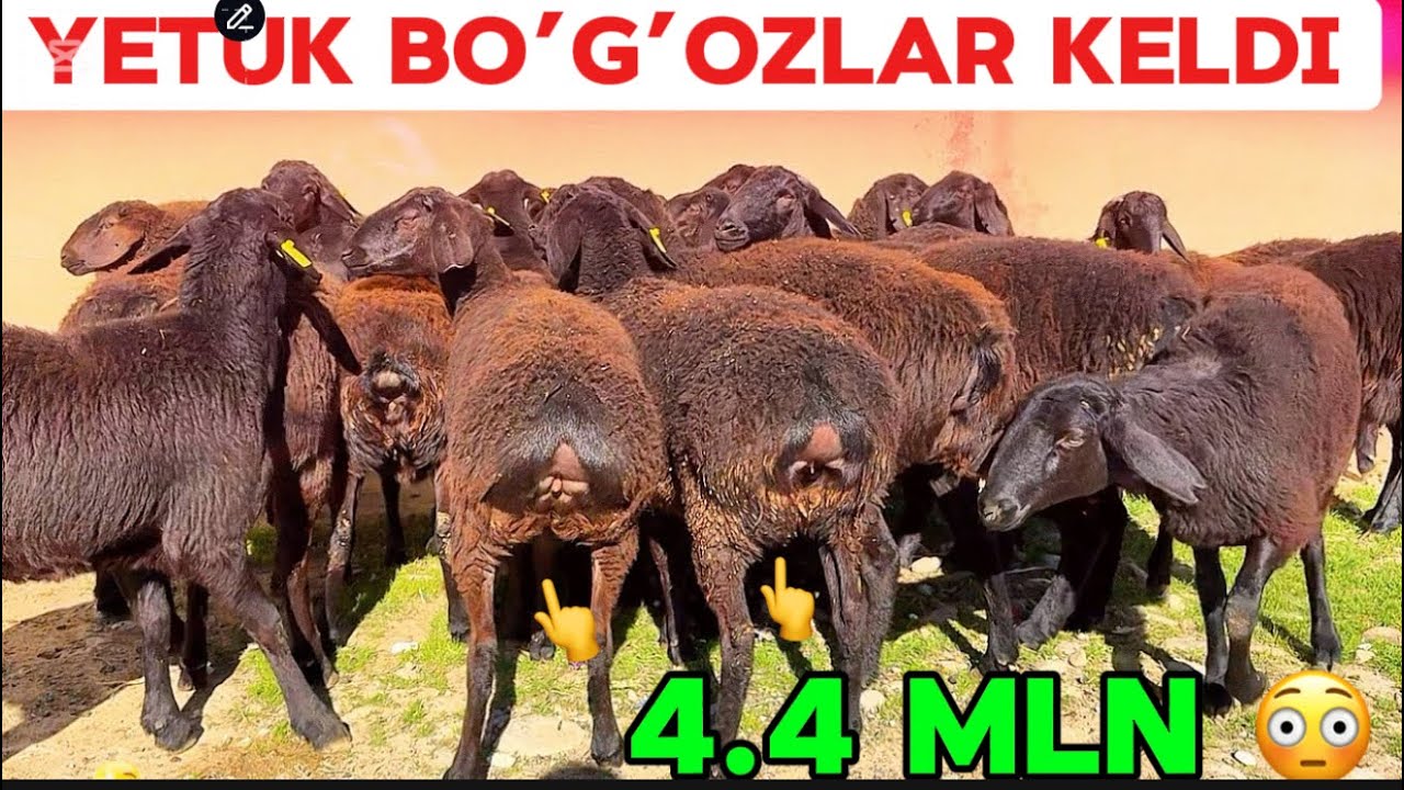 DOVRONBEK ARZONCHIGA YANGI PARTIYALAR KELDI SHOSHLING 