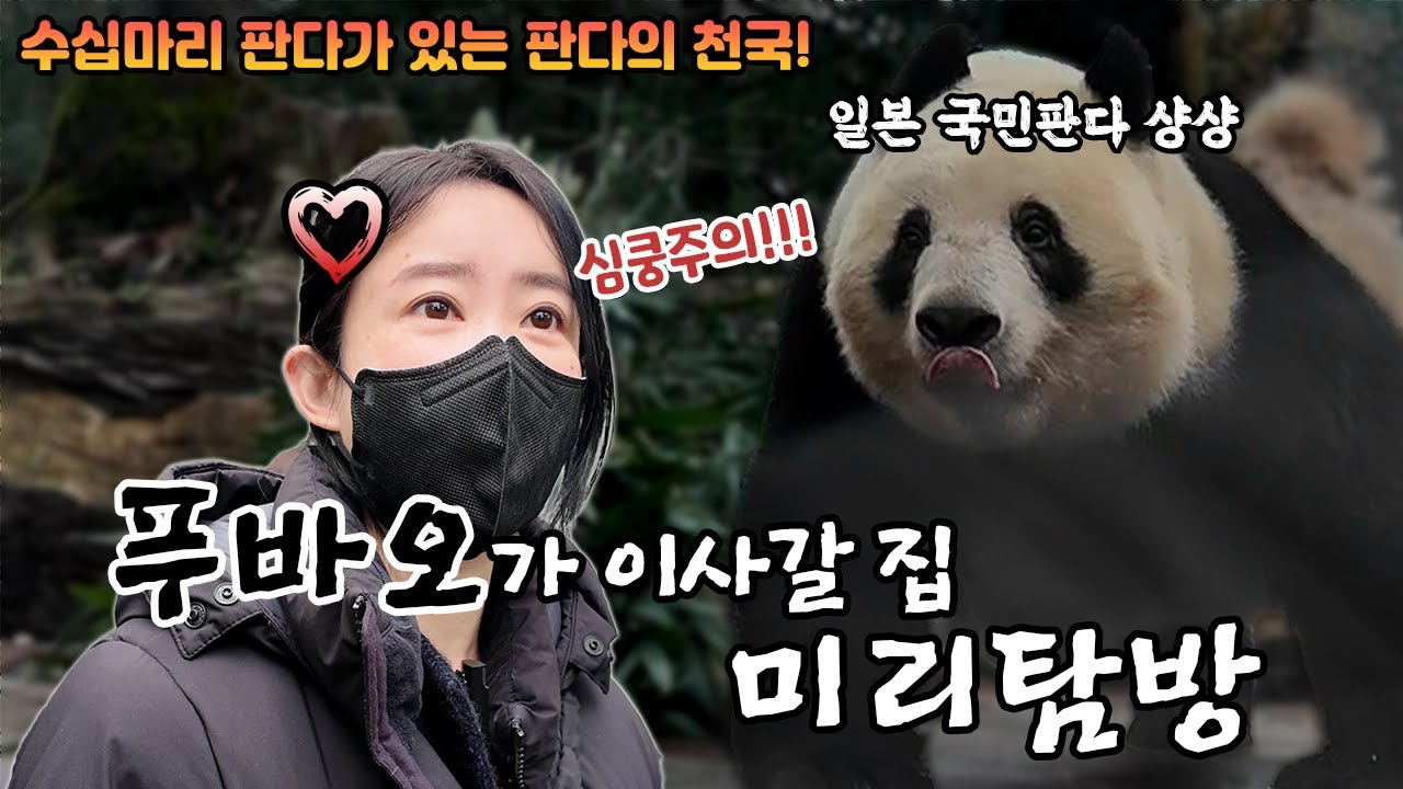푸바오가 이사갈 새집에 미리 가서 샹샹을 만나봤습니다. 사천성이 판다들의 천국인 이유.