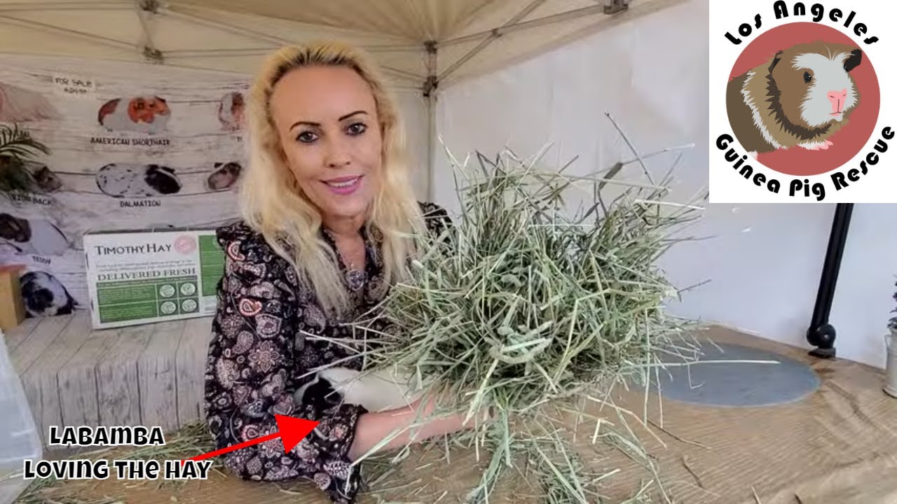 How Much Hay is Enough for my Guinea Pigs?