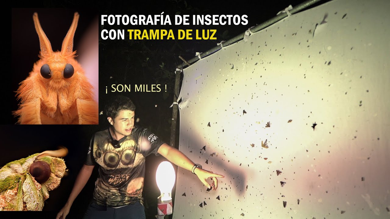 Fotografía Macro de Insectos con trampa de luz 😱 🦋  Arthropoda