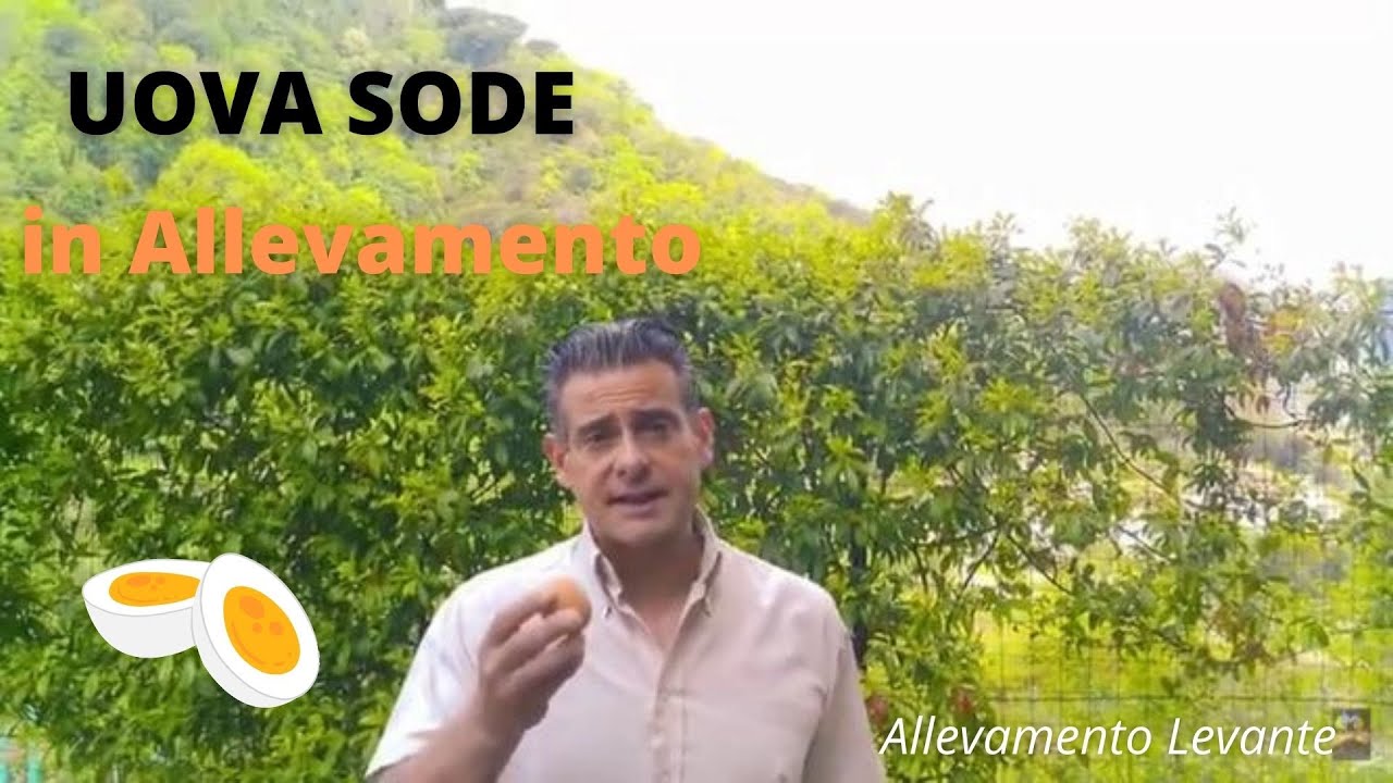 Uova sode in allevamento