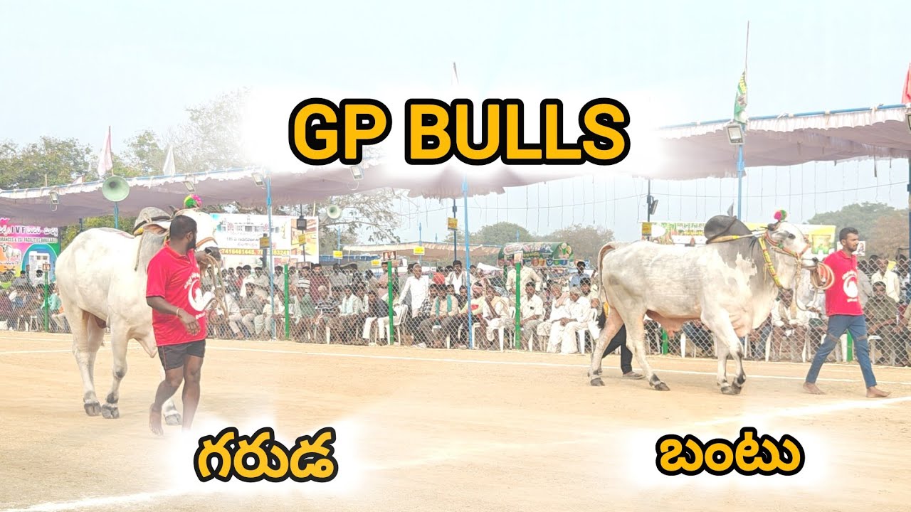 రెంటచింతల న్యూ కేటగిరి 9వ.GP BULLS (గరుడ 💥 బంటు ) కొండబాలవారిపాలెం గ్రామం గుంటూరు జిల్లా..