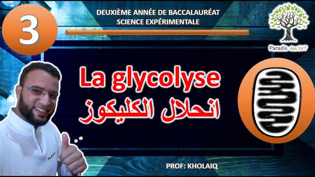 la glycolyse