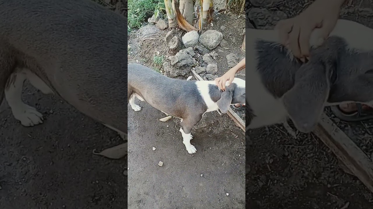 #cachorros