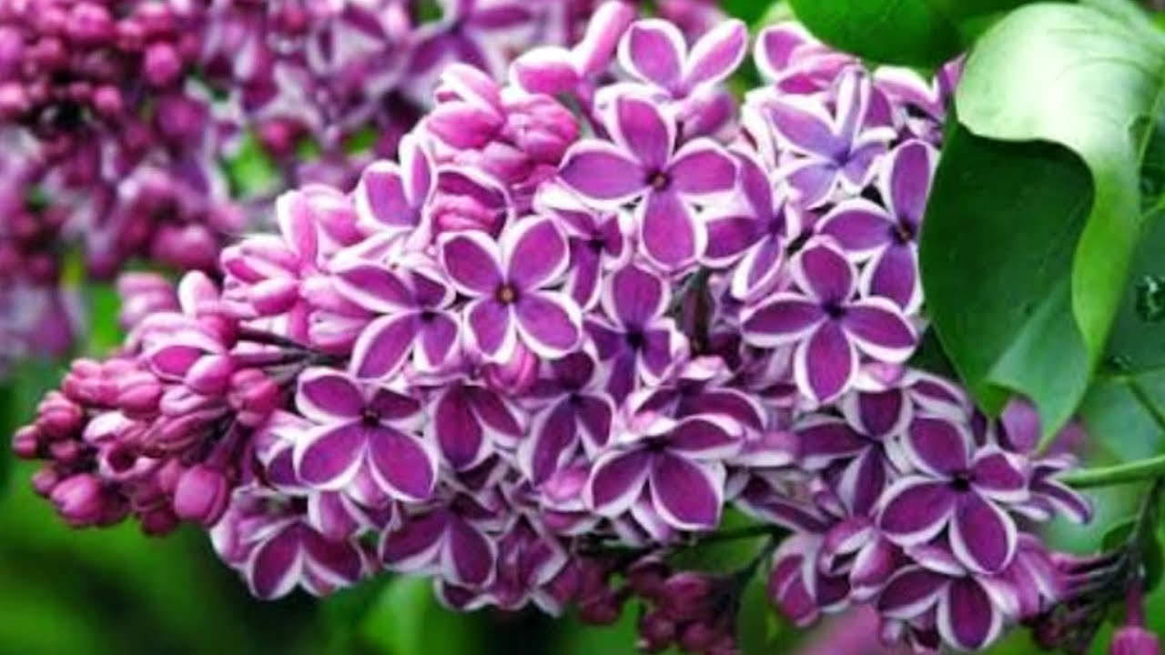 Useful Properties Of Lilac💞🐻🧸🎀💜💞🐻🧸