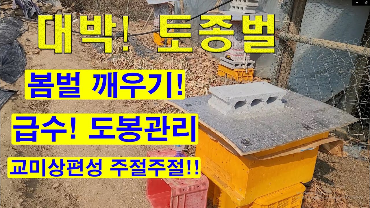 사각됫박벌통 봄벌깨우기