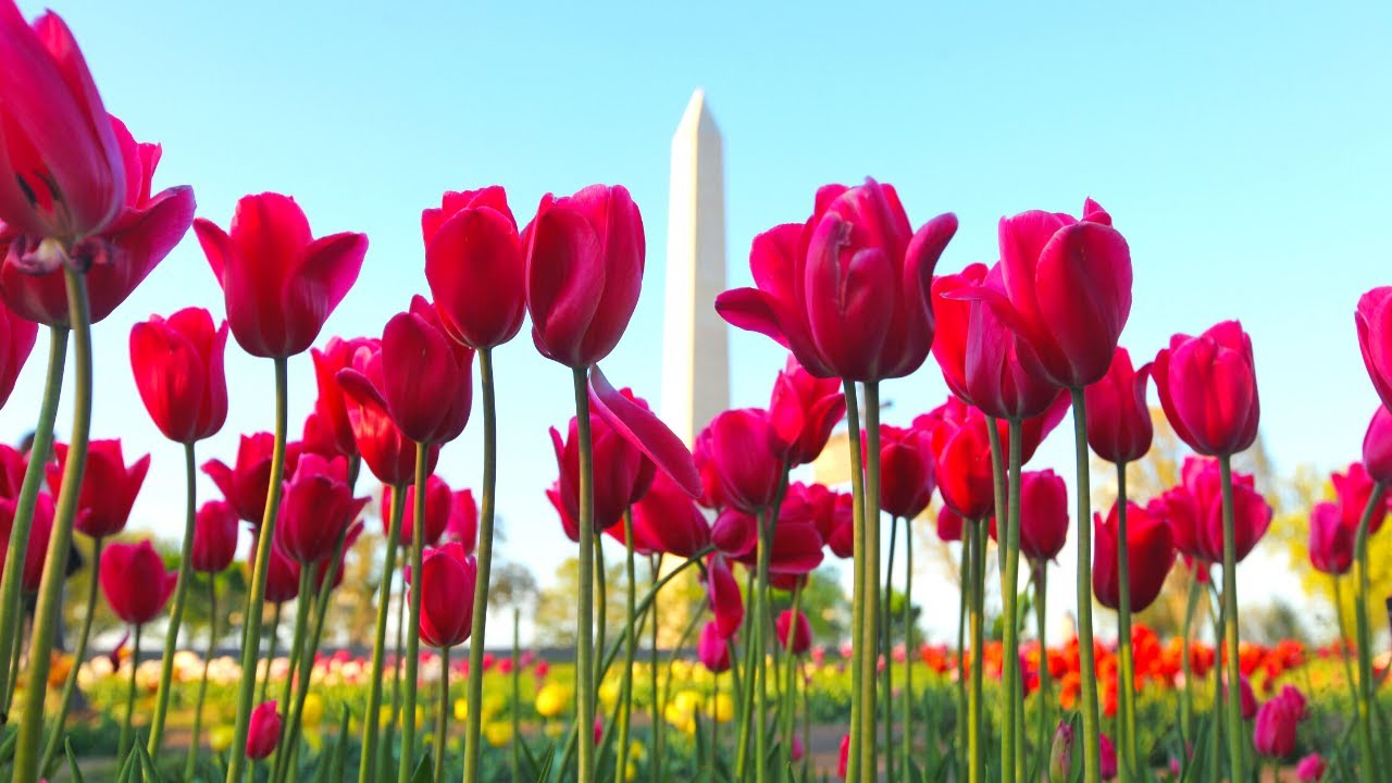 Washington DC in Spring: The Best Places to See Spring Flowers in DC
