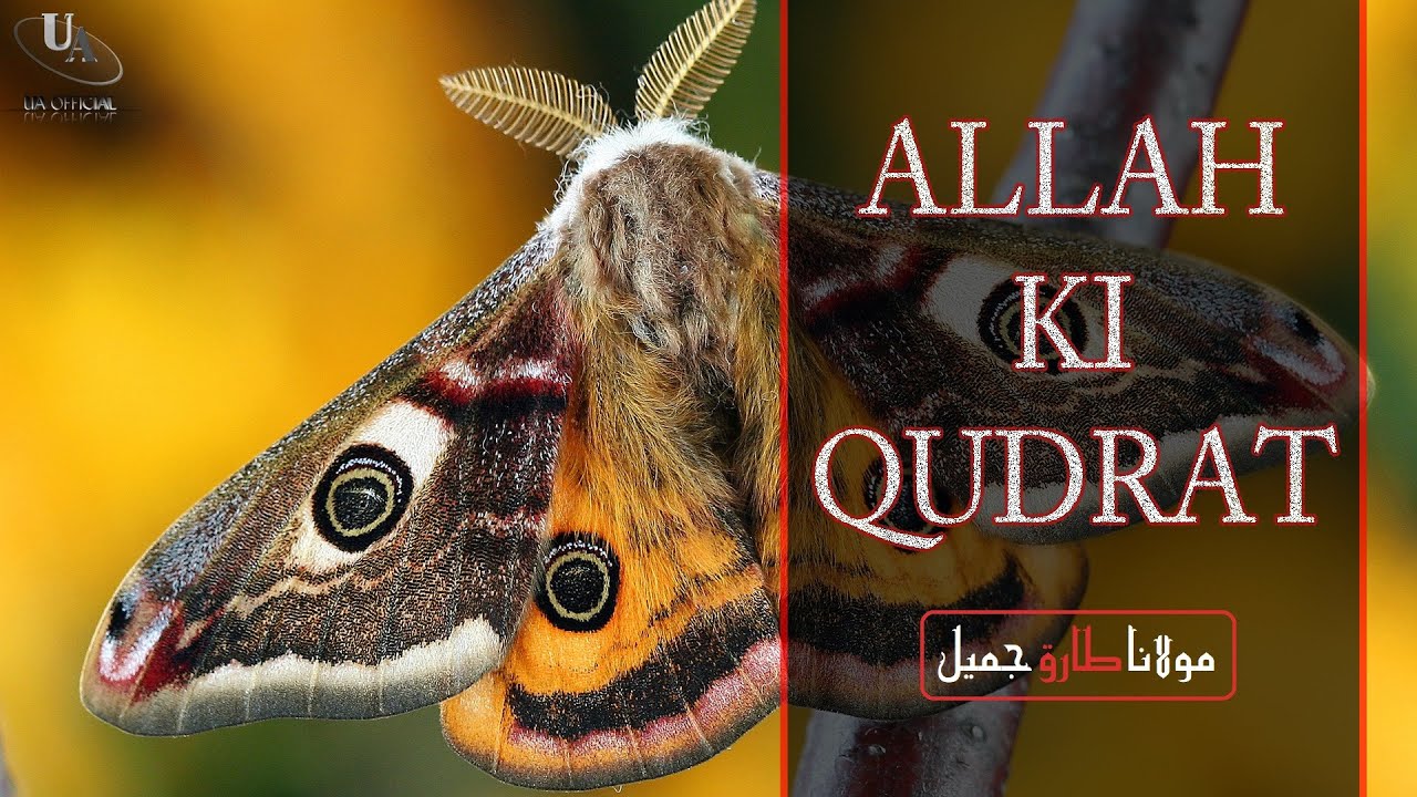 Allah Ki Qudrat Aur Shan | Beautiful Bayan By Moulana Tariq Jameel