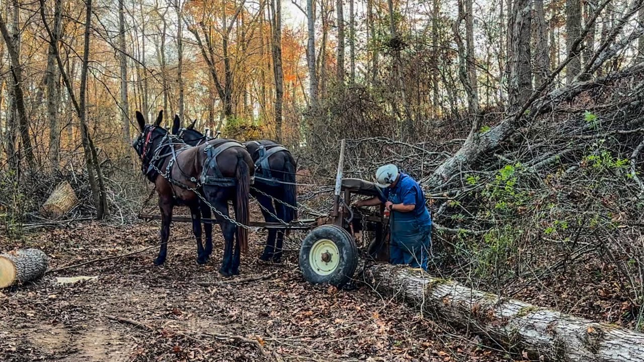 We had a PEACEFUL day LOGGING ❤️ #282 #mules #horselogging #drafthorses #logging #horse 