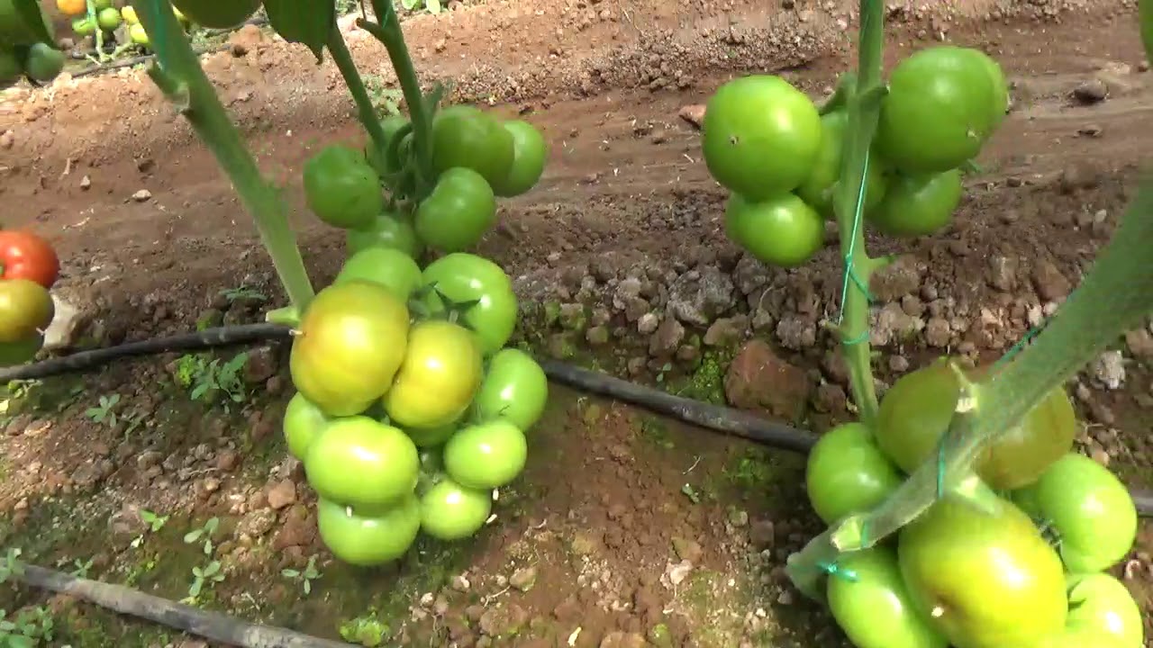 Fethiye Karaçulha - Domates Serasında - Alt Maça Verimini Artırma - Porlamayı  Önleme