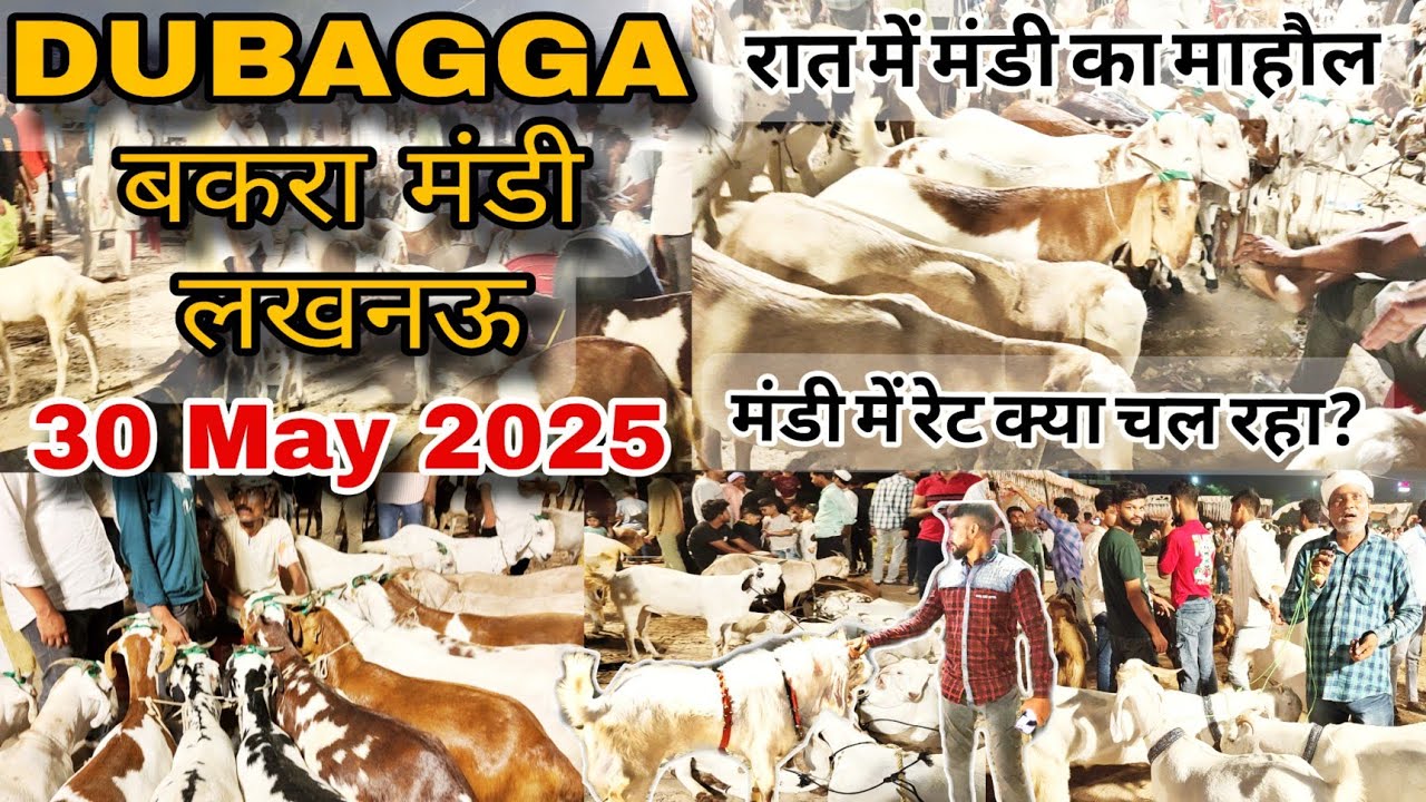 लखनऊ दुबग्गा बकरा मंडी | 30 May 2025 | रात में बकरा मंडी में क्या हुआ? कितने बकरे आए और बिके Rate