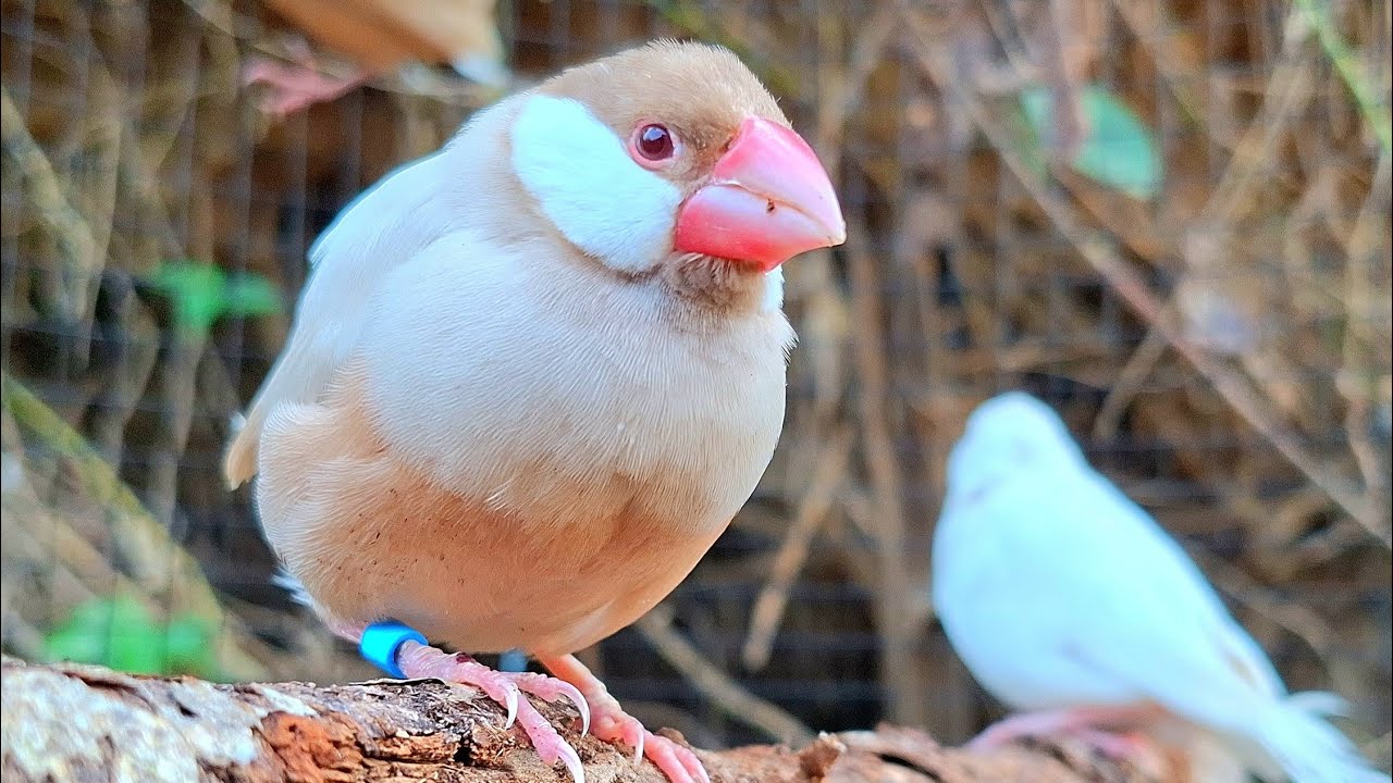 First beautiful java sparrows song of the day. It's loudly. They like it and have been released.