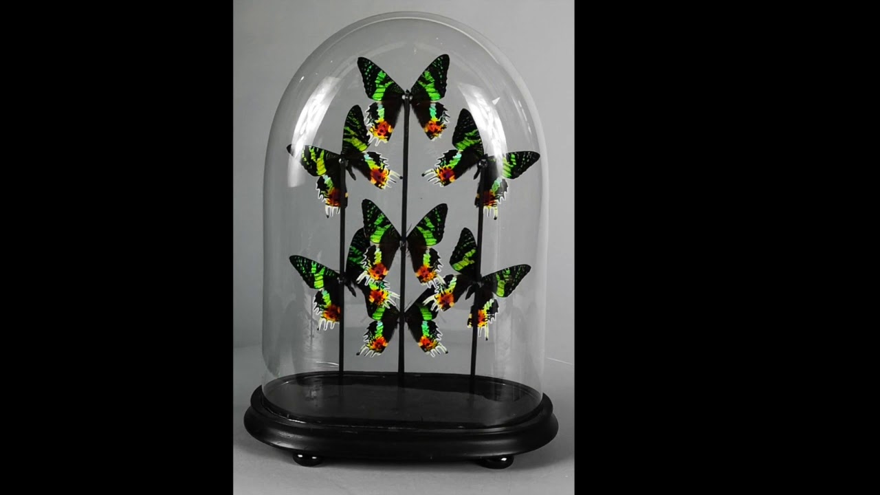 Lot 510 (12th June 2019 Home & Garden Auction)