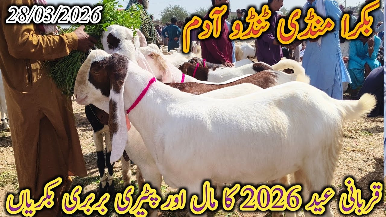 Bakra Mandi Tando Adam | Today update | Qurbani Eid 2026 | Goat milking | barbari | date 28/03/2026