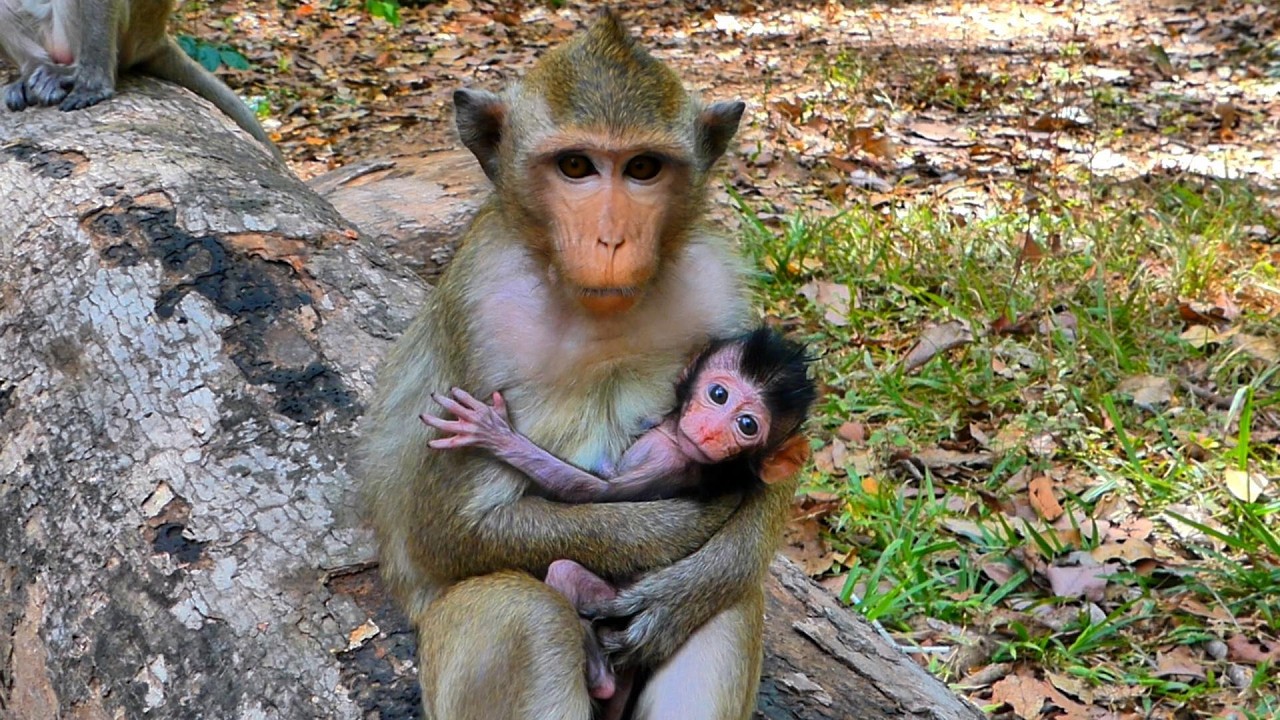 Lovely young mom Ollie with tiny cute baby, | AmberTroop