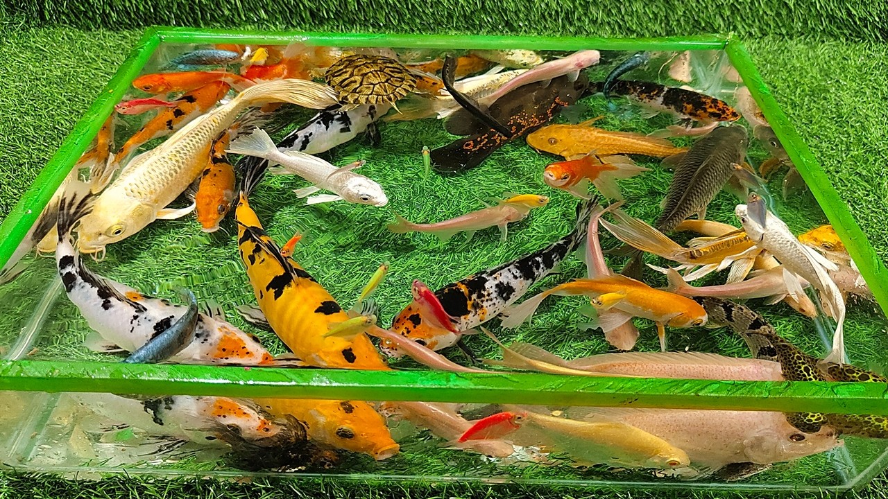 Unboxing Ikan Hias Warna Warni, Oscar, Kura Kura Jumbo, Ikan Glofish, Ikan Palmas Albino, Ikan Koi