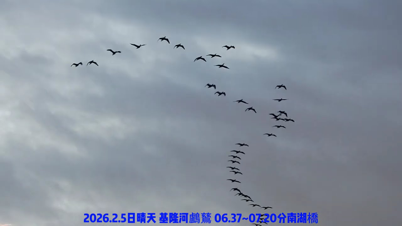 2026.2月5日 晴天基隆河鸕鶿