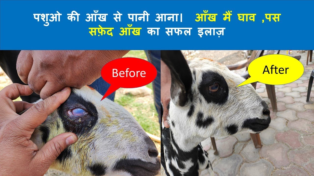 पशुओ की आँख से पानी आना।  सफ़ेद आँख का सफल इलाज़ । । How we successfully treat white eyes of Goat !