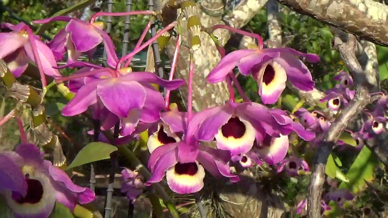Цветущие Нобиле, условия содержания. C. Amethystoglossa расцвела.. More blooms
