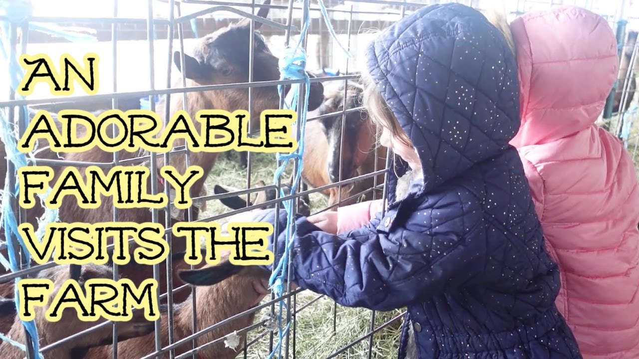 Kids visit the farm