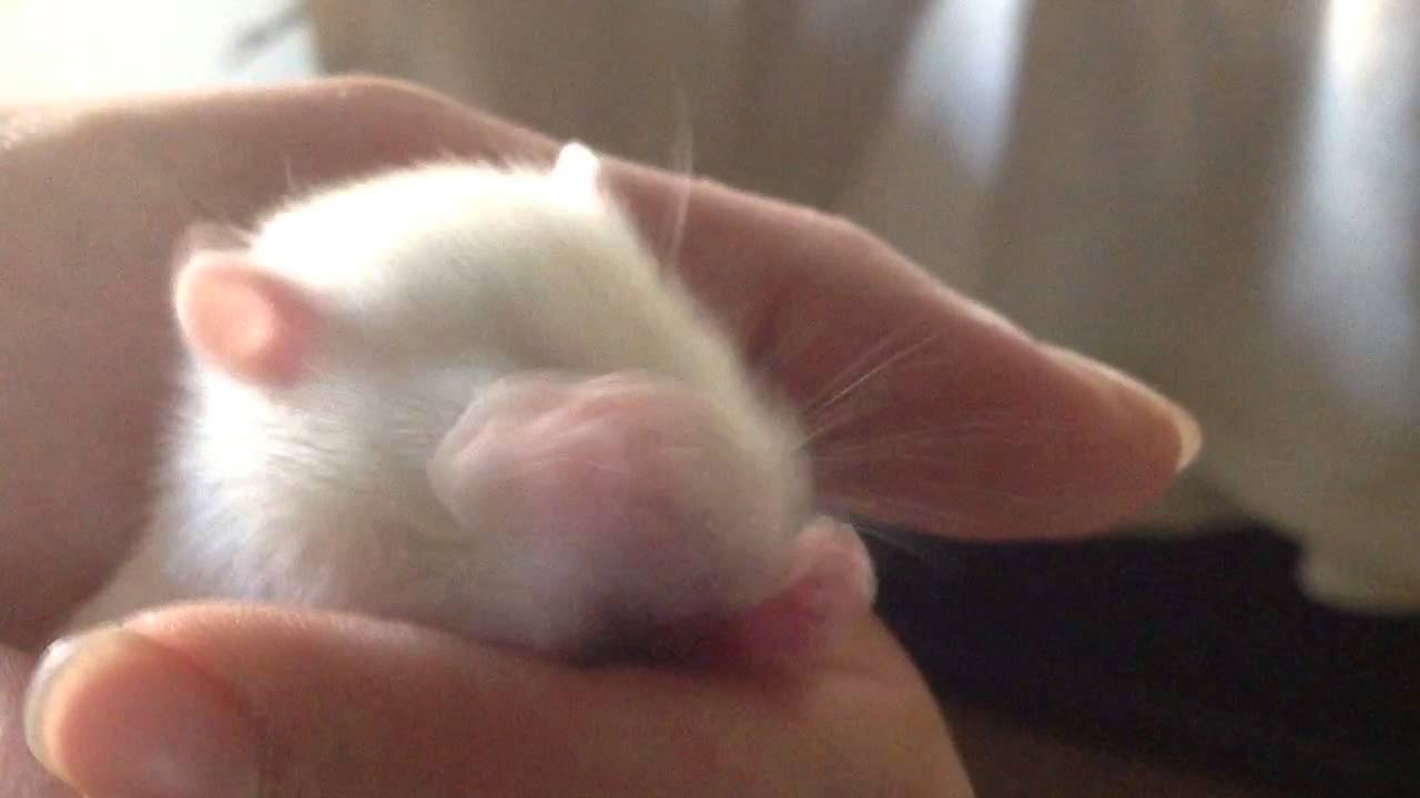 Bruxing baby rat.