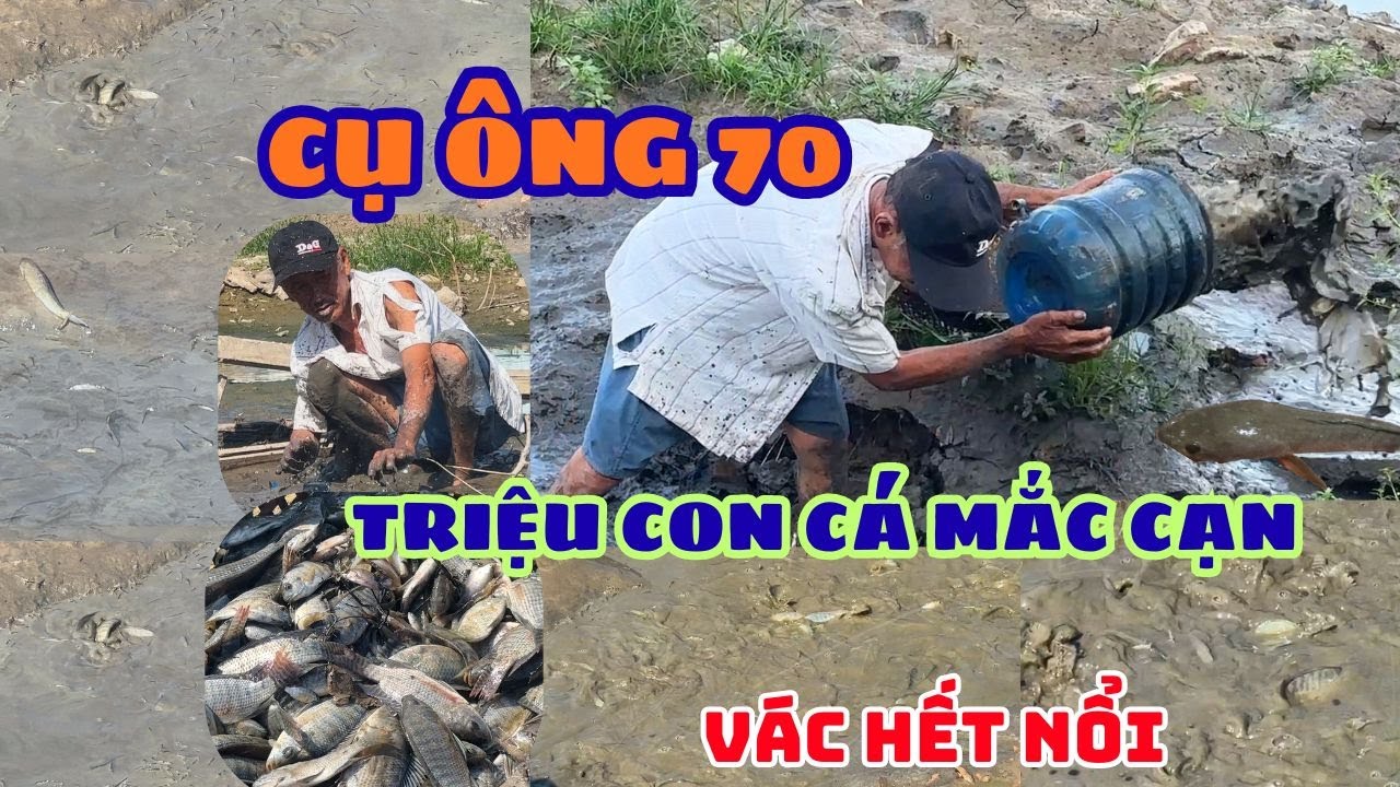 CỤ ÔNG GẦN 70 TÁT NƯỚC BẮT TRIỆU CON CÁ MẮC CẠN - TRÚNG CÁ VÁC VỀ KHÔNG NỔI |Thái Phúc Hiền Tv