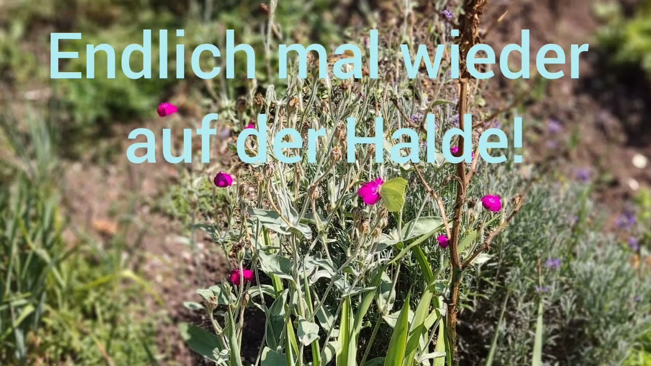 Endlich mal wieder auf der Halde! Ohne Maya! 😔